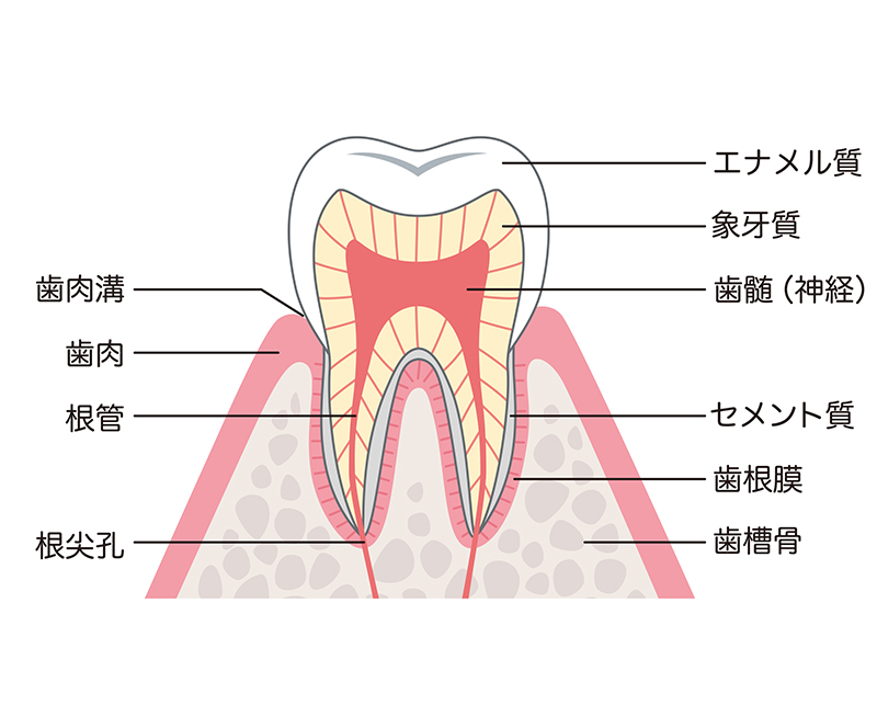 白くなるメカニズム